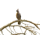 D8S 2762a  Bird in tree