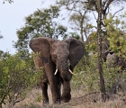 D8S 2770  Bull elephant