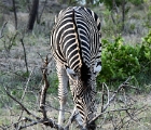 D8S 2790  Grazing zebra