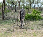 D8S 2791  Zebra