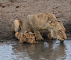 D8S 2868  Drinking mom and cub