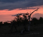 D8S 2922  Kruger sunset