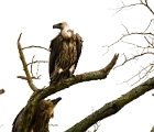D8S 2941c  Vulture