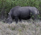 D8S 3030  Rhino