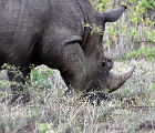 D8S 3035  Rhino grazing