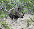 D8S 3046  Rhino