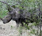 D8S 3050  Rhino