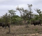 D8S 3057  Two rhinos