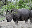 D8S 3059  Rhino