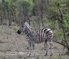 D8S 3119  Zebra