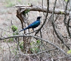 D8S 3131d  Blue bird