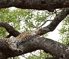 D8S 3173  Female leopard in tree