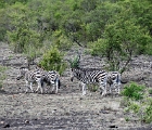 D8S 3250  Zebras