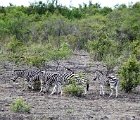 D8S 3252  Zebras