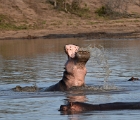 D8S 3283  Yawning hippo