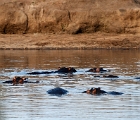 D8S 3295  Hippos
