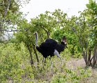 D8S 3359c  Male ostrich
