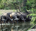 D8S 3437  Cape buffaloes