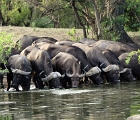 D8S 3441  Cape buffaloes at waterhole