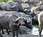 D8S 3468  Cape buffaloes