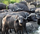 D8S 3469  Cape buffaloes