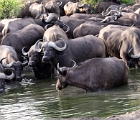 D8S 3471a  Cape buffaloes