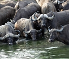 D8S 3472  Cape buffaloes