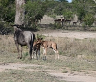 D8S 3513  Wildebeest and calves