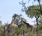 D8S 3534a  Two giraffes