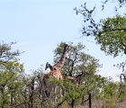 D8S 3536b  Giraffes
