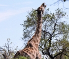 D8S 3553c  Giraffe
