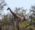 D8S 3574d  Giraffes