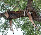 D8S 3584  Leopard kill in tree