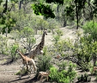 D8S 3601f  Mom and baby giraffe