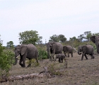 D8S 3677  Elephant herd