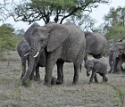 D8S 3697  Elephants