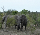 D8S 3705  Elephant