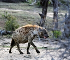 D8S 3739  Hyena
