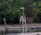 D8S 3745c  Giraffe