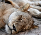 D8S 3788  Sleeping mom lion