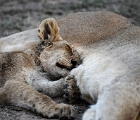 D8S 3793  Cub sleeping with mom
