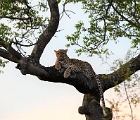 D8S 3802  Leopard in tree