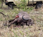D8S 3881  Lion-victim cape buffalo