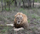 D8S 3884  Male lion