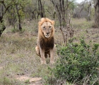 D8S 3897  Male lion