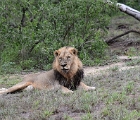 D8S 3909  Male lion