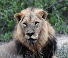 D8S 3911  Male lion