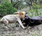 D8S 3993  Lion dragging buffalo