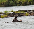 D8S 4093bb  Hippo in Zambesi River