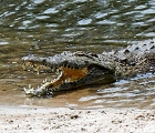 D8S 4374bc  Crocodile